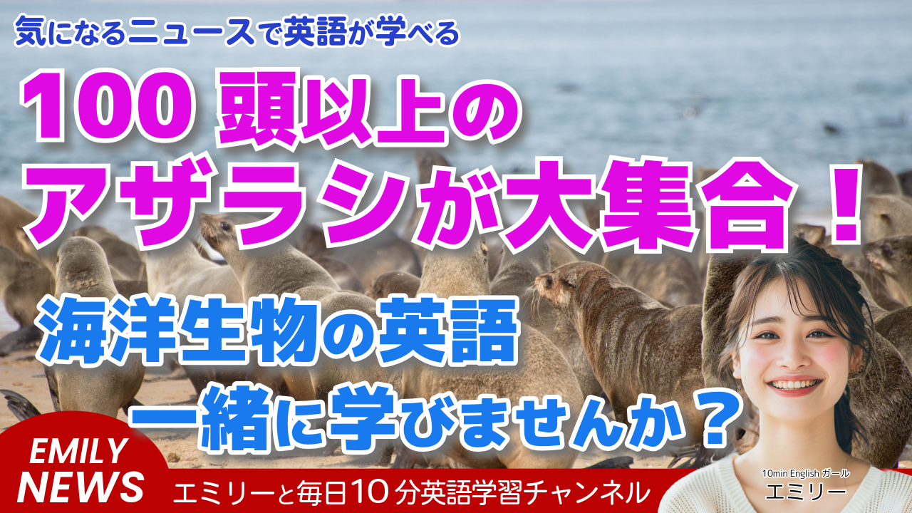 気になる英語ニュース「カリフォルニアのビーチがアザラシだらけに！？その理由と影響は？」